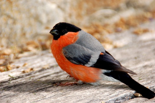 Autour des oiseaux